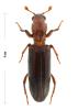 Ogmoderes angusticollis